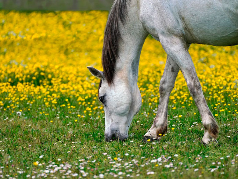 pupilaje caballos